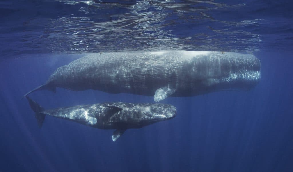 Male and female sperm whale