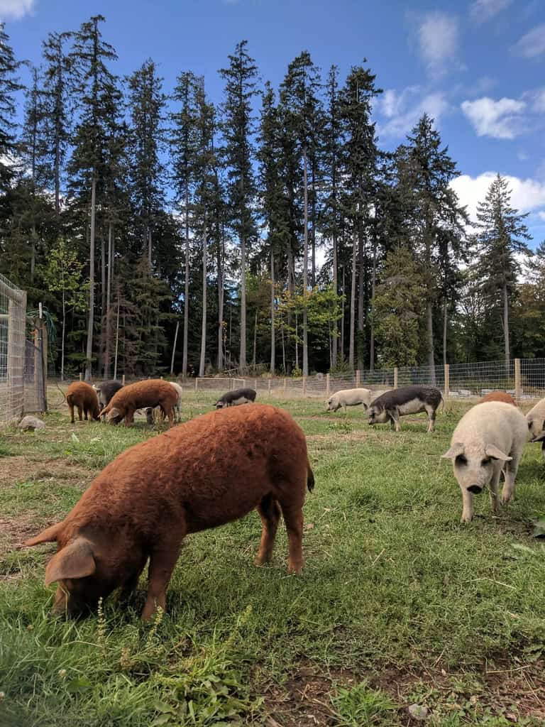 Mangalitsa herd on pasture