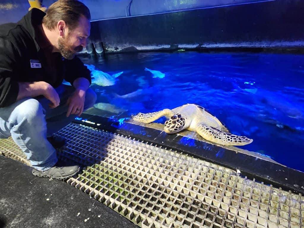 Man in jeans looking into tank where sea turtles is at the surface peeking out.