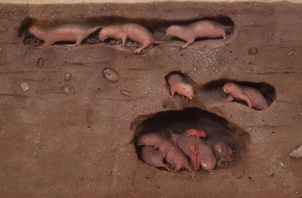 Model of naked mole-rat soldiers, workers, and queen