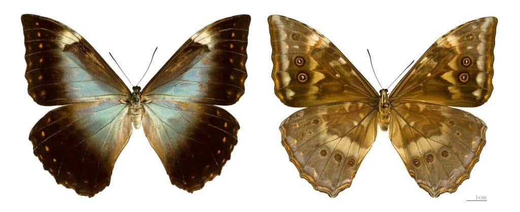 Morpho telemachus telemachus - Two views of same specimen