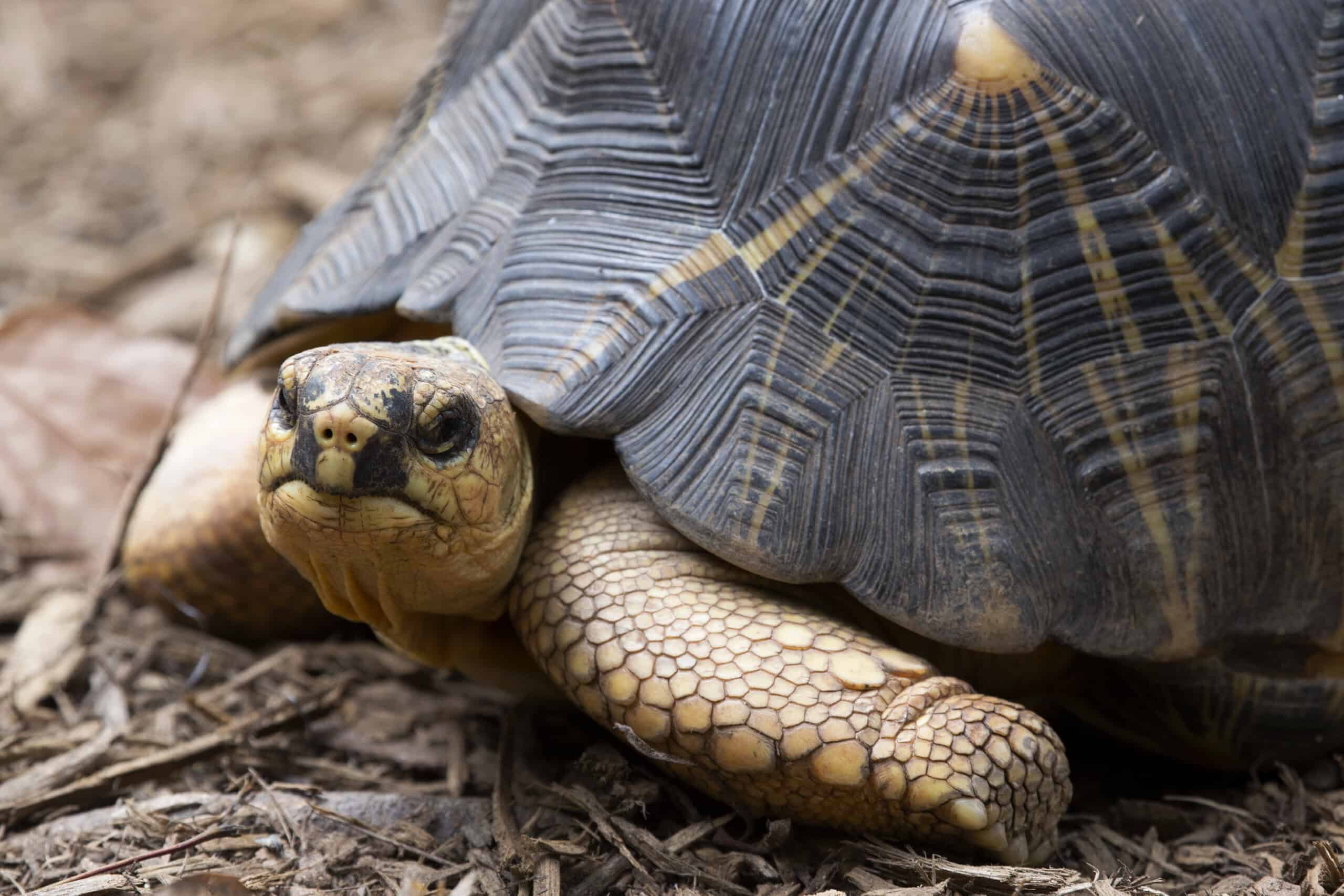 These Zoo-Funded Projects Are Quietly Saving Some of the World's