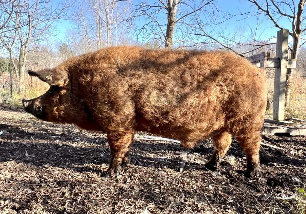 Red mangalitsa boar