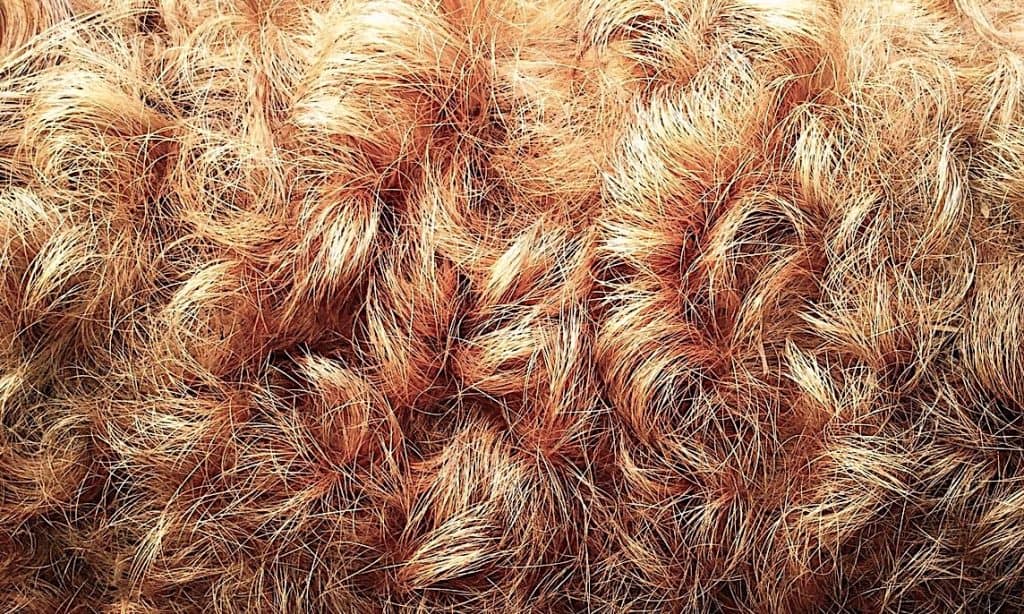 Red Mangalitsa fur