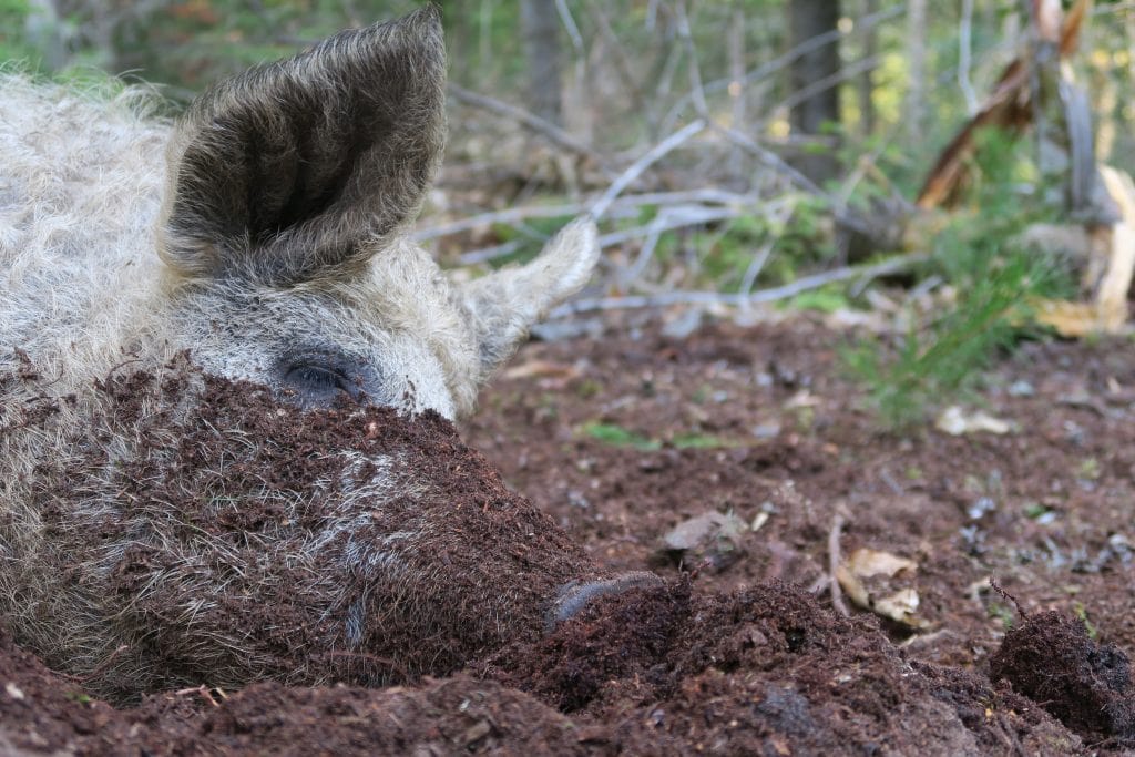Blonde Mangalitsa rooting
