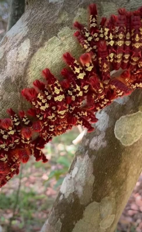 Morpho telemachus caterpillars