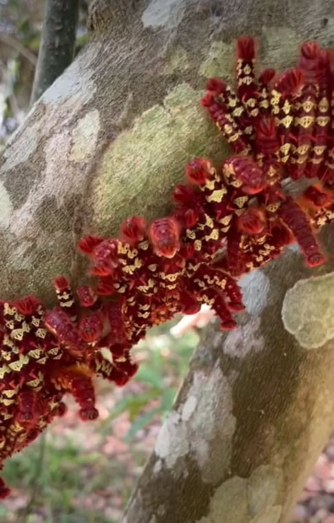 Morpho telemachus caterpillars