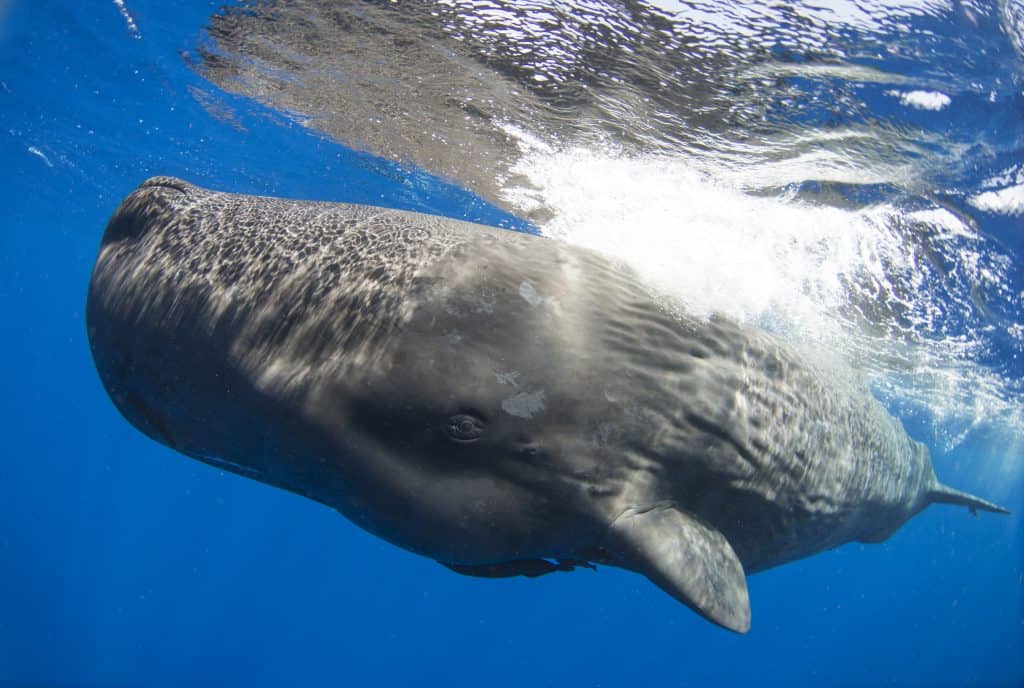 Sperm whale