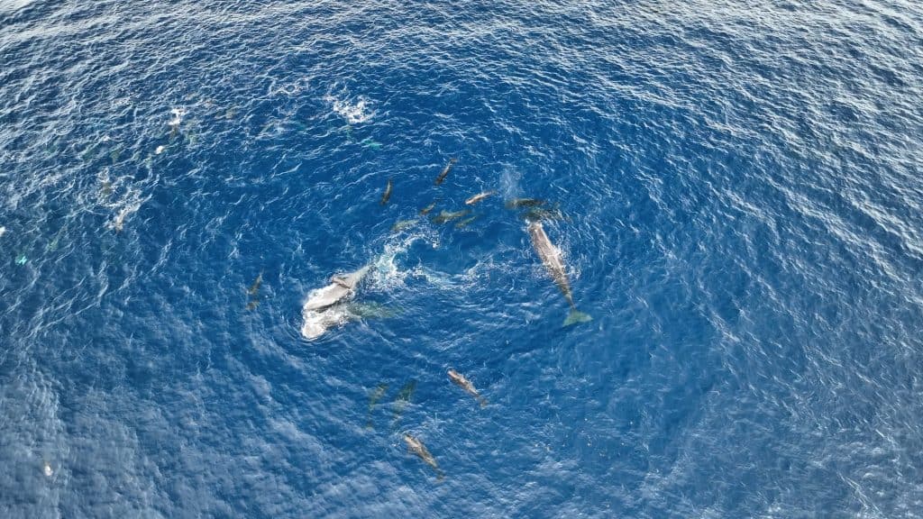 Sperm whale birth 2023