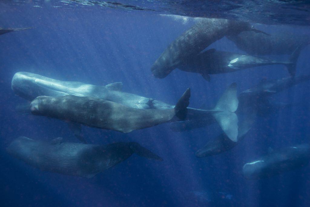 Sperm whale group