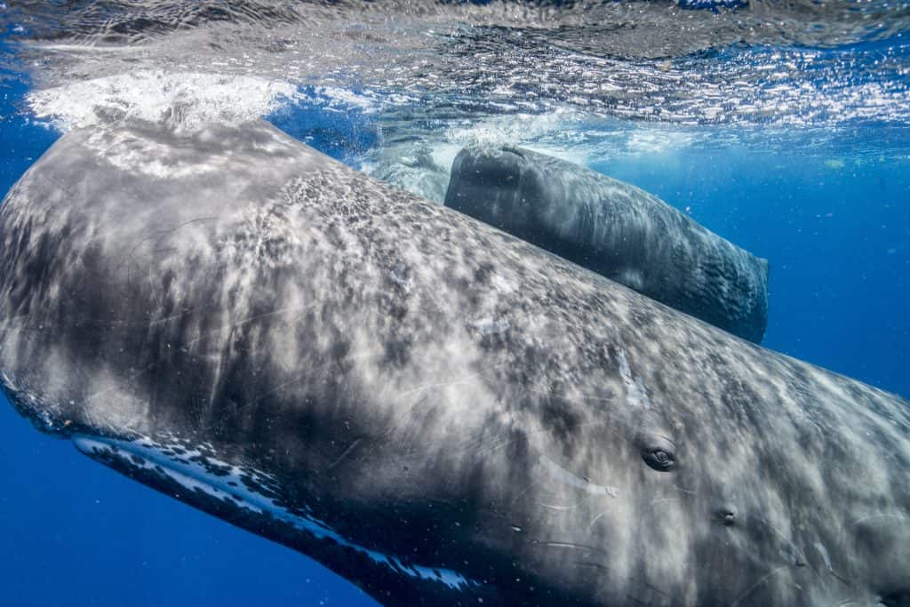 Sperm whales in Dominica