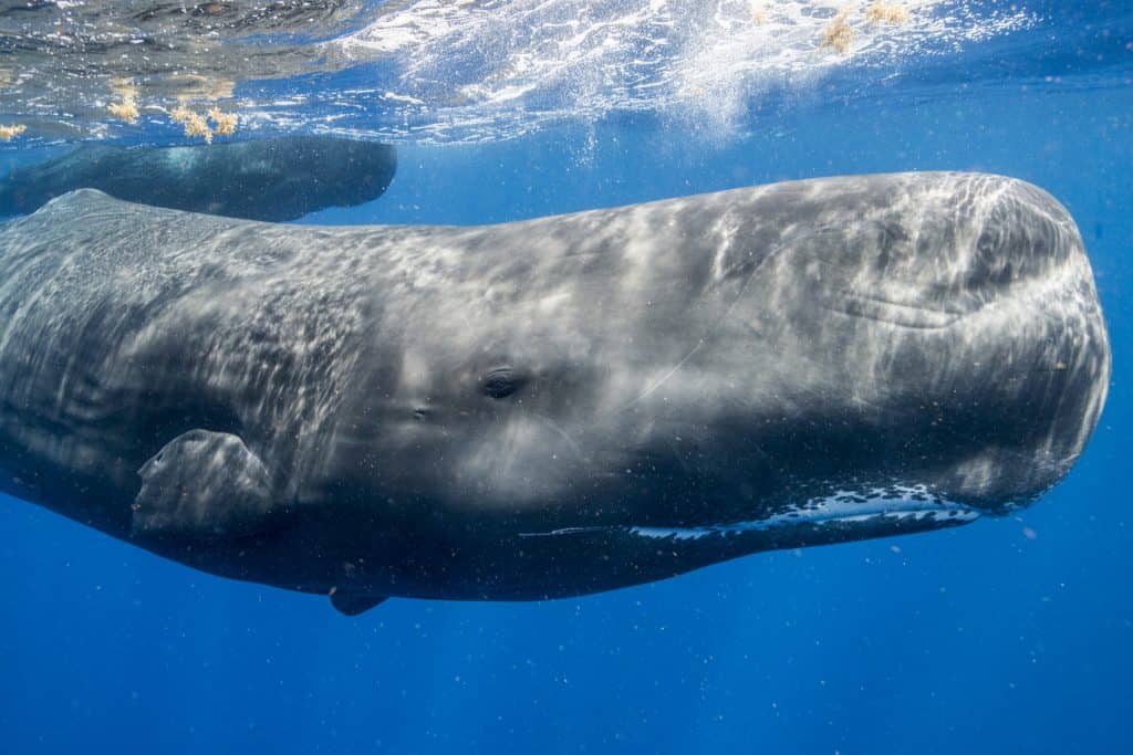 Sperm whale in Dominica