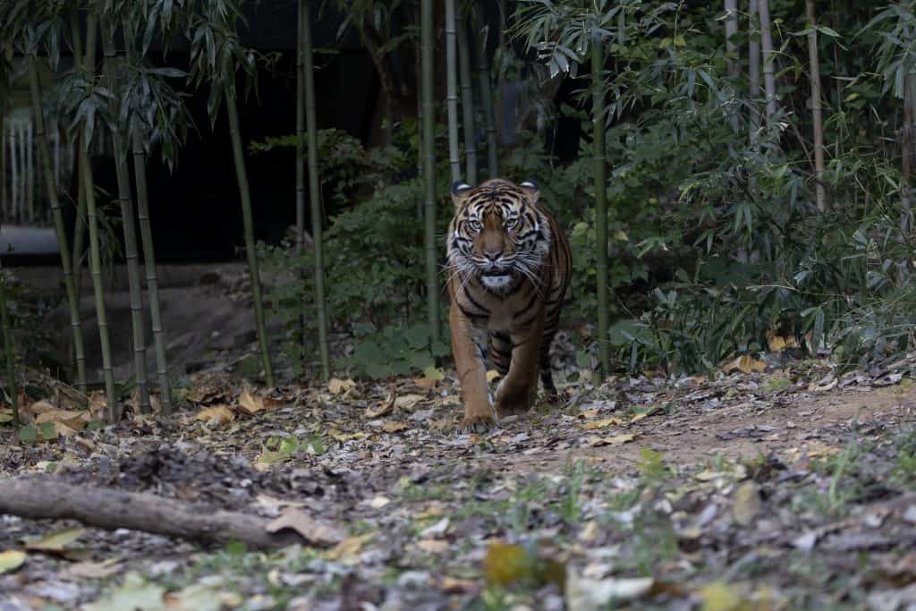 These Zoo-Funded Projects Are Quietly Saving Some of the World's