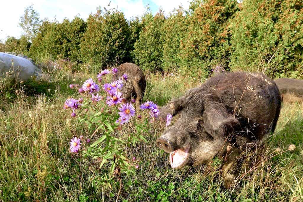 Swallow-Belly Mangalitsa pigs in a field