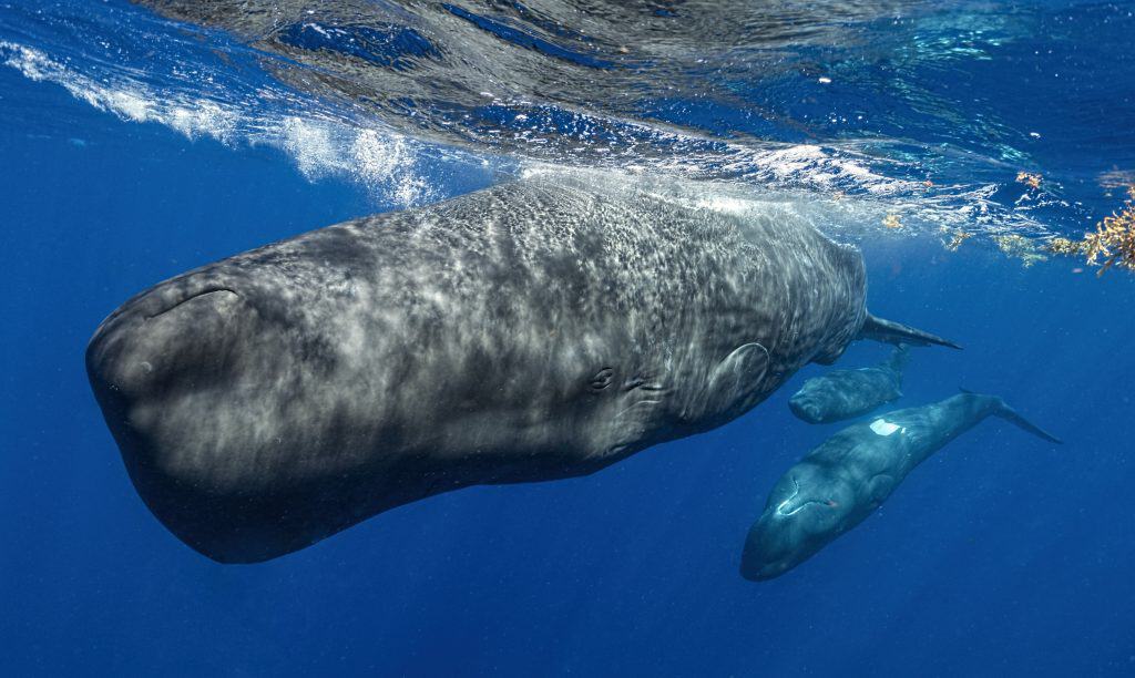 Three sperm whales