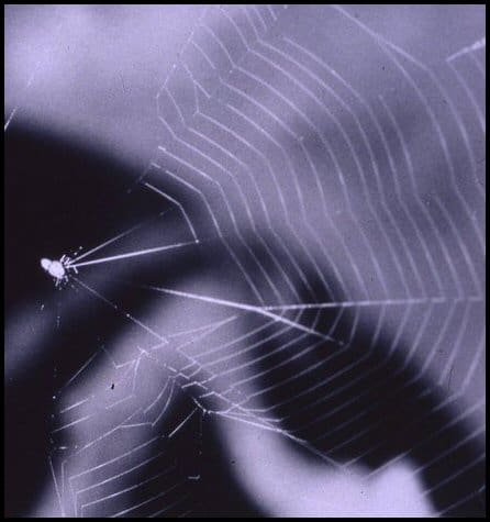 Naatlo splendida, a spider in the family Theridiosomatidae, commonly known as slingshot or ray spiders