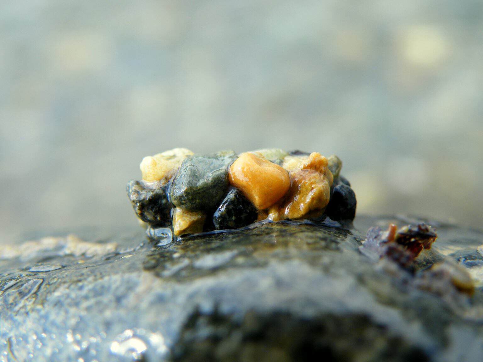 Insects That Move Rocks The Crawling Pebbles That Are Actually Insect Homes - A-Z Animals