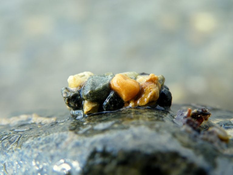 Caddisflies (Trichoptera) have aquatic larvae and are found in a wide variety of habitats such as streams, rivers, lakes, ponds, spring seeps and temporary waters (vernal pools).The larvae of many species use silk to make protective cases of gravel, sand, twigs or other debris.