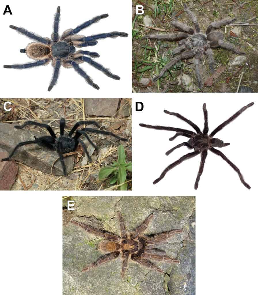 Satyrex tarantulas