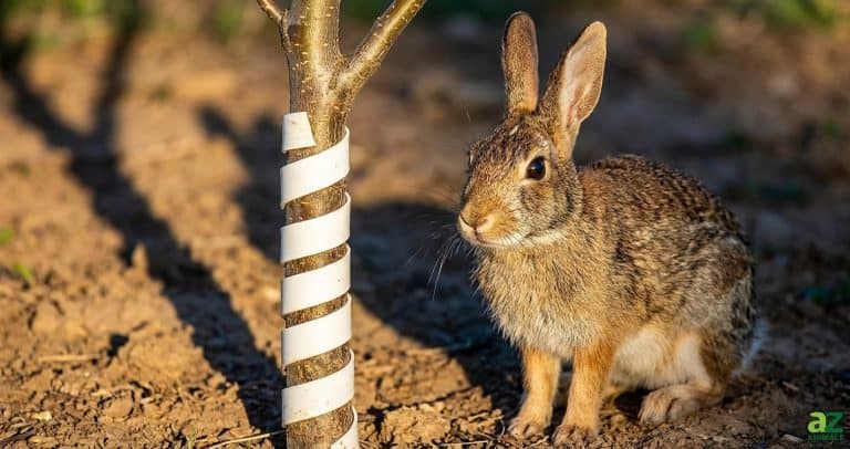 A wild rabbit sitting in a garden next to a young tree trunk wrapped in a protective white plastic spiral guard.