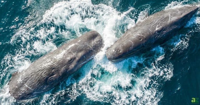 A top-down aerial view of two sperm whales ramming their heads together in churning blue water with white spray.