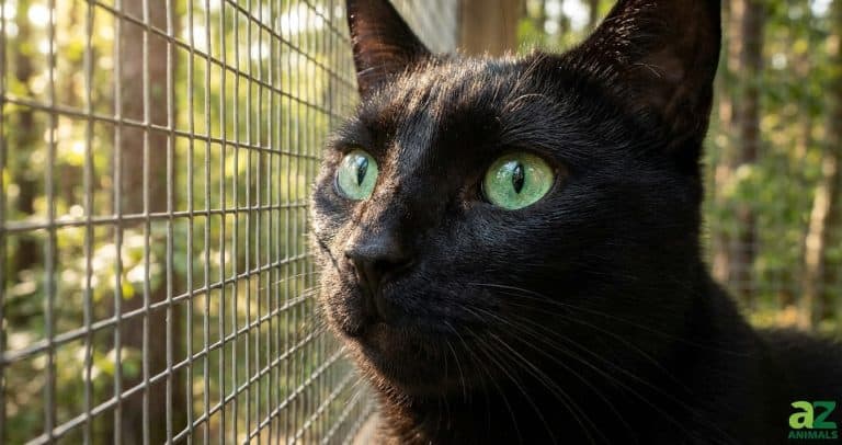 A black cat with striking green eyes peers through a wire mesh enclosure at a sunlit forest.