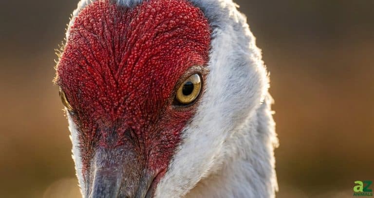 Extreme close-up of a crane's face featuring a bumpy red crown, a sharp yellow eye, and white feathers.