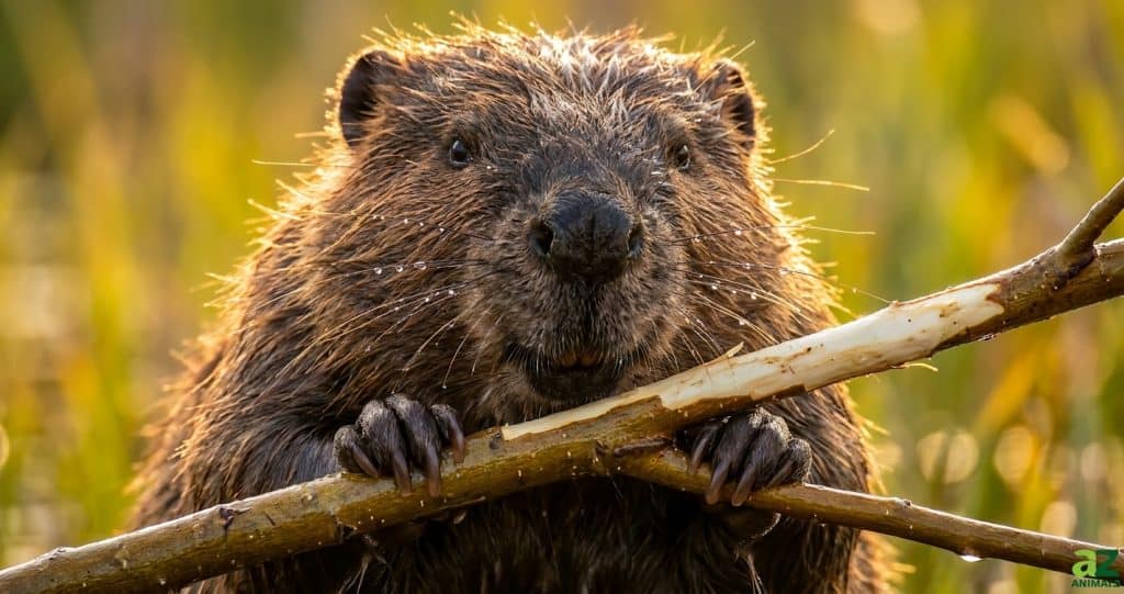 A close-up of a wet beaver holding a chewed branch in its paws with golden sunlight highlighting its fur and whiskers.
