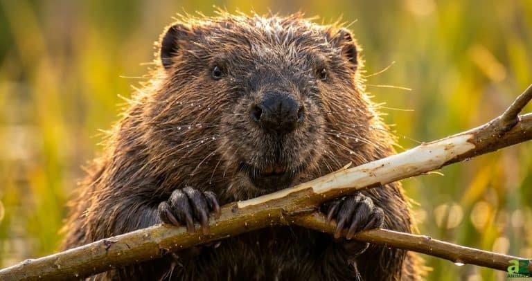 A close-up of a wet beaver holding a chewed branch in its paws with golden sunlight highlighting its fur and whiskers.