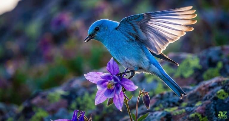 A bright blue bird with translucent wings spread wide perches on a purple flower in a rocky landscape.