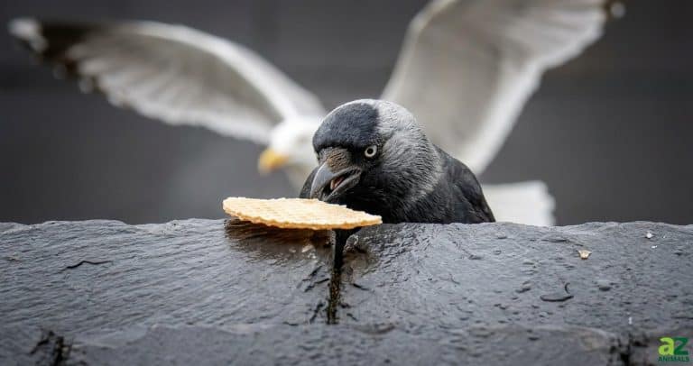 A close-up of a jackdaw eyeing a wafer on a wet stone ledge while a seagull flails its wings in the background.