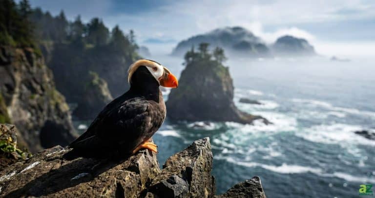 A Tufted Puffin sits on a rocky cliff overlooking a misty ocean with large rock formations in the distance.