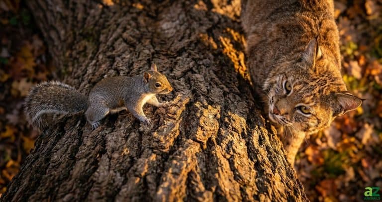 A small grey squirrel and a wild bobcat engage in a tense standoff on a textured log under warm sunlight.