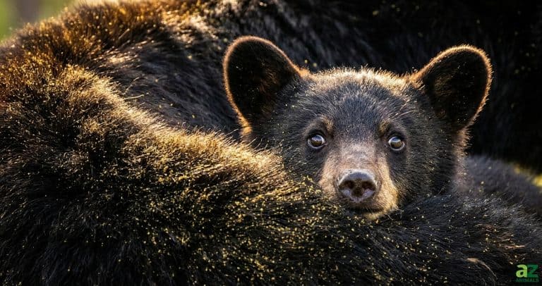 What's a Baby Bear Called + 5 More Amazing Facts! - A-Z Animals