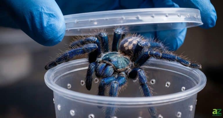 A large, bright blue tarantula with patterned markings on its body sits inside a small plastic deli cup being opened by gloved hands.