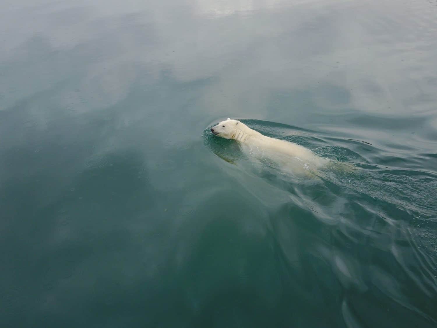Polar bear swim in Arctic Ocean near Wrangel Island
