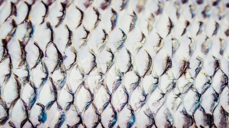 skin of tilapia fish after the scales removed. natural abstract pattern background