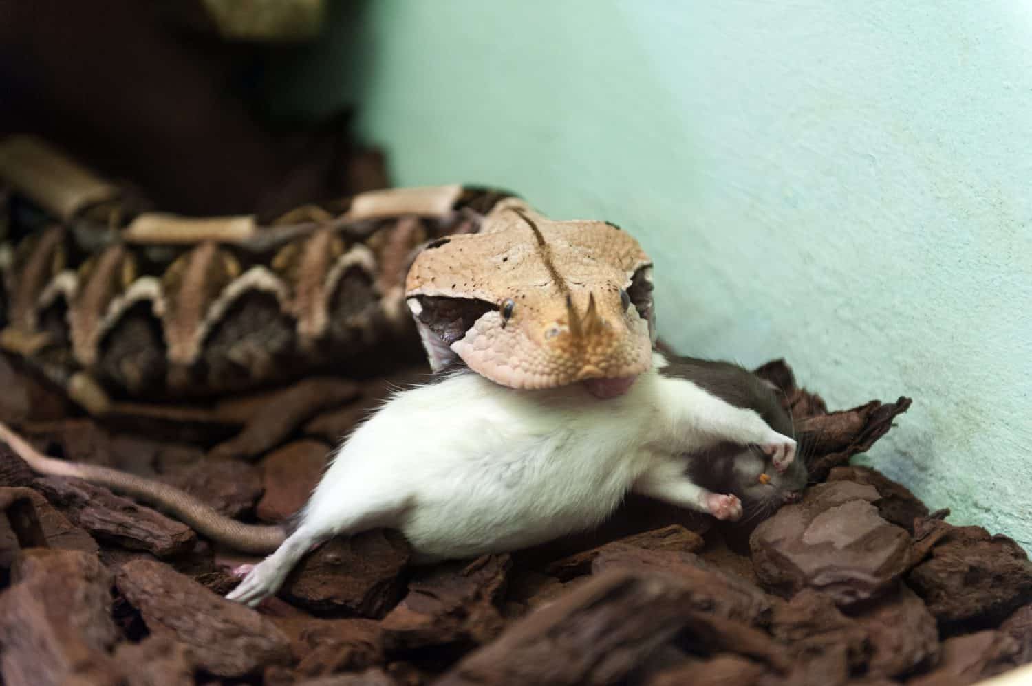 A Gaboon Viper eating a rat
