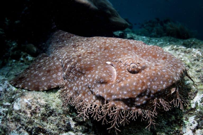 A Tasseled wobbegong, Eucrossorhinus dasypogon, lies on a reef in Raja Ampat, Indonesia. This tropical region is known as the heart of the Coral Triangle due to its incredible marine biodiversity.