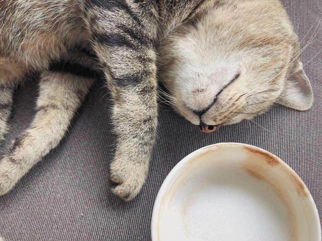 The abstract conceptual picture of a sleepy tabby cat laying down unconsciously next to the white soft bubble cappuccino coffee cup