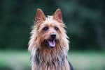 Australian Terrier