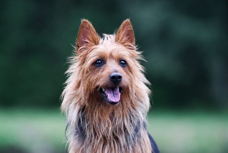 Australian Terrier