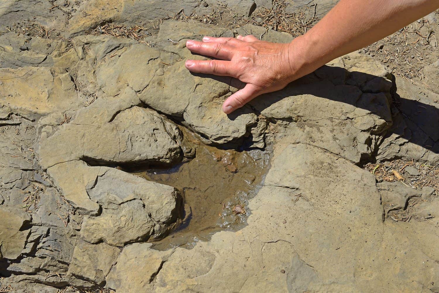 Dinosaur trackway, Ankylosaur footprints preserved in the rock near Flatbed Creek near Tumbler Ridge, British Columbia, Canada. Tumbler Ridge UNESCO Global Geopark.