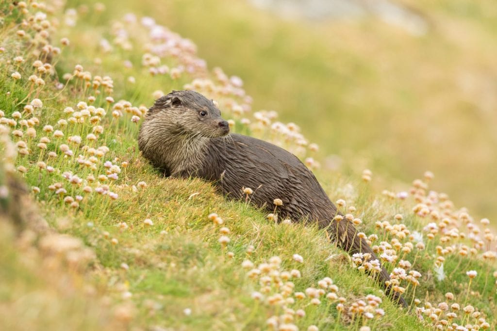 The Last Wild Japanese Otter Was Photographed in 1979. Then It Was