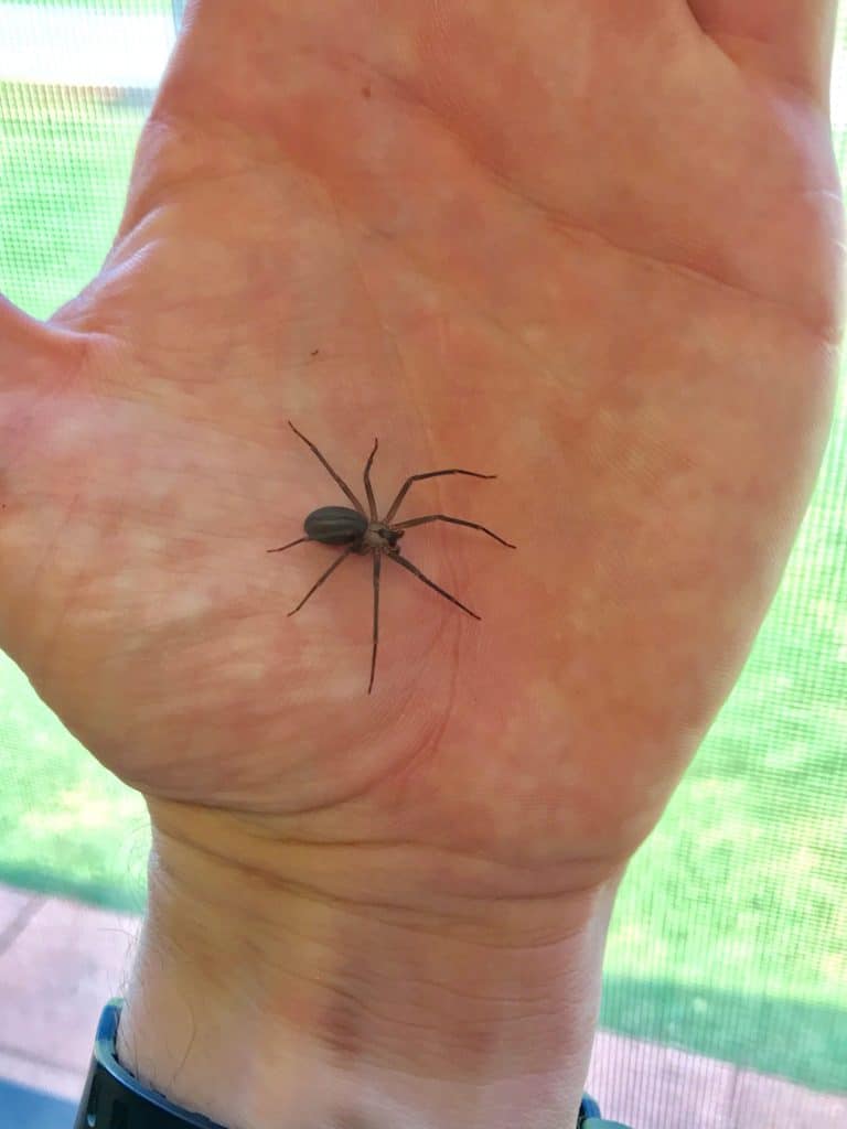 Brown recluse spider