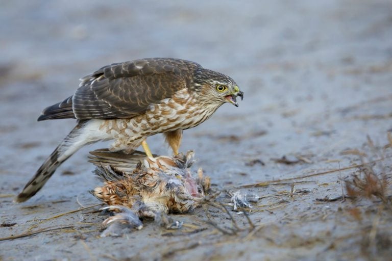Sharp-Shinned Hawk