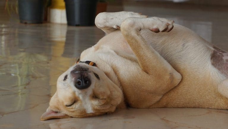 Happy smiling dog sleeps on the floor. Funny and cute dog sleeping on its back on a marble floor at home.