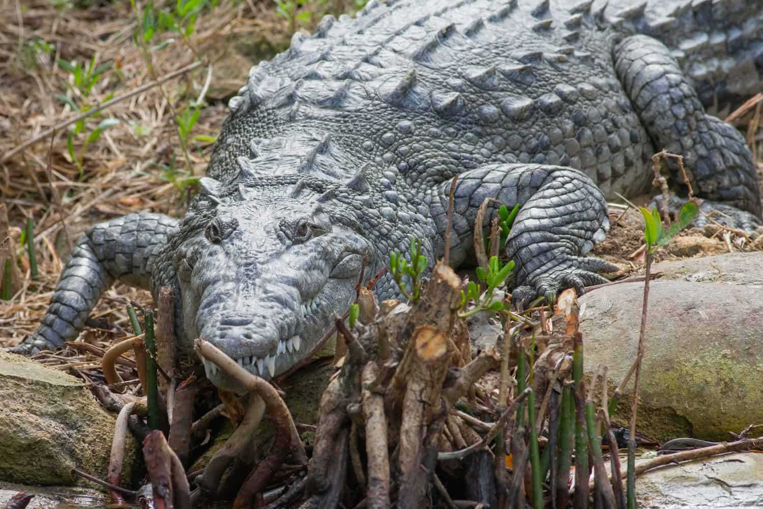 American Crocodile sunning, Crocodylus acutus, Everglades NP, Florida, USA