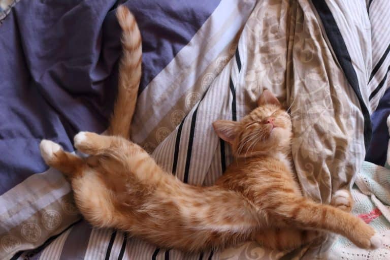 cute red cat sleeping on the bed sprawled in a funny pose