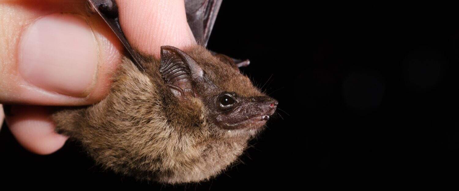 The lesser sac-winged bat or lesser white-lined bat (Saccopteryx leptura) is a bat species of the family Emballonuridae from South and Middle America.